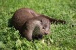 Eurasian Otter (lutra Lutra) Stock Photo