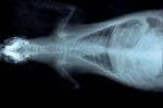 X Ray Picture Of Wild Animal Stock Photo