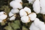 Cotton Field In The Countryside Stock Photo