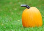 Pumpkin Stock Photo