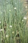 Onion Plantation Flower Bloom In Home Garden Stock Photo