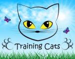 Training Cats Represents Pet Kitty And Trainer Stock Photo