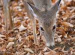 Isolated Photo Of A Cute Wild Deer In Forest In Autumn Stock Photo