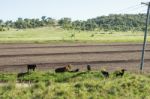 Country Cows Stock Photo