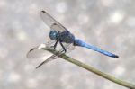 Blue Dragonfly Stock Photo