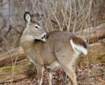 Image With A Deer In The Forest Stock Photo