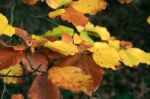 Autumn Leaves Stock Photo