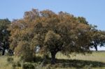 Quercus Ilex Tree Stock Photo