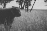 Highland Cow On The Farm Stock Photo