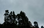 Trees On A Mountain Stock Photo