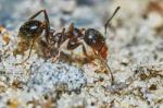 Ant Outside In The Garden Stock Photo