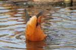 Duck Dabbling Stock Photo