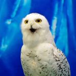 Snowy Owl Stock Photo