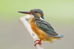 Female Common Kingfisher Stock Photo