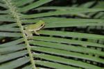 Tree Frog Stock Photo