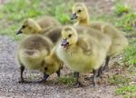 Photo Of A Family Of Canada Geese Staying Stock Photo