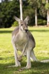 Kangaroo Outside During The Day Time Stock Photo