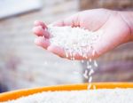 Rice Grains On Hand Stock Photo