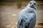 Crowned Solitary Eagle, Puerto Iguazu, South America Stock Photo