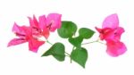 Pink Bougainvillea Flowers Isolated On White Background Stock Photo