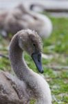 Beautiful Young Gray Swan Stock Photo