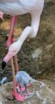 Fuengirola, Andalucia/spain - July 4 : Greater Flamingos (phoeni Stock Photo