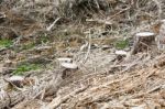 Tree Stump Stock Photo