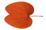 Maroon Leaf Stock Photo