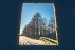 View Of Window To Pine Forest In Sunny Winter Stock Photo