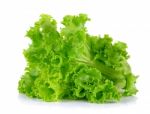 Lettuce Isolated On The White Background Stock Photo