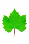 Grape Leaf Stock Photo