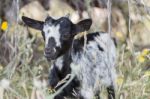 Black And White Goat In A Pasture Stock Photo