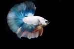 Colorful Betta(siam Fighting Fish) Isolated On Black Background Stock Photo