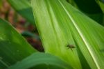 Insect On Green Leaf, Close Up  Stock Photo