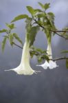 White Datura Stock Photo