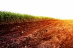 Sugarcane On The Dry Cracked Ground Stock Photo