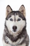 Siberian Husky In Studio Stock Photo