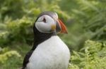 Puffin Fratercula Arctica Stock Photo