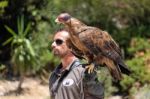 Benalmadena, Andalucia/spain - July 7 : Golden Eagle (aquila Chr Stock Photo