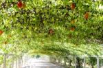 Tree Natural Tunnel On Asphalt Road Stock Photo