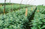 Inside Greenhouse Of Chrysanthemum Flowers Farms Stock Photo