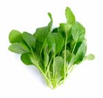 Fresh Green Turnip On The  White Background Stock Photo