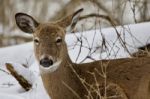 Beautiful Image Of A Sleepy Wild Deer Looking To The Camera Stock Photo