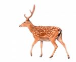 Sika Deer Isolated Stock Photo