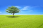 Single Tree On Green Field And Blue Sky Stock Photo