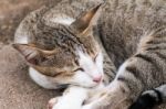 White Gray Cat Laying On Ground Stock Photo