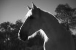 Horse In The Paddock Stock Photo