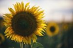 Sunflowers In A Field In The Afternoon Stock Photo