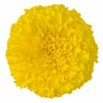 Yellow Marigold Flower Isolated On White Stock Photo