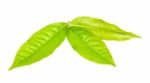 Tea Leaf Isolated On The White Background Stock Photo